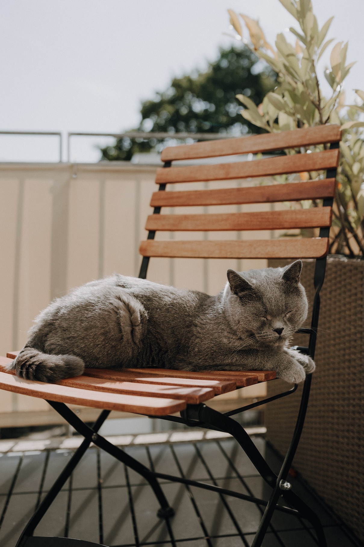 Kater Oskar liegt entspannt auf dem Gartenstuhl – Quality Manager mit Überblick